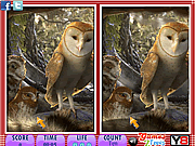 10 Differences - Legend of the Guardians