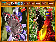 Butterfly Similarities Game